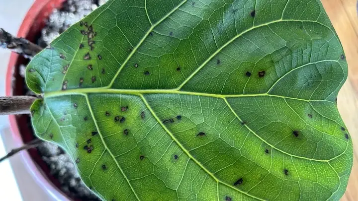 Bigleaf Hydrangea black spots