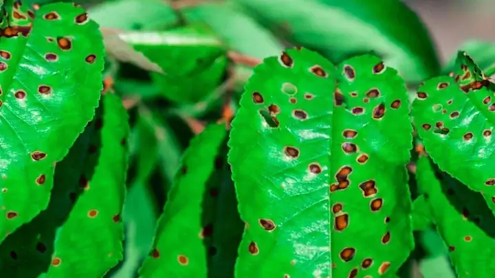 Flamingo Flower brown soft spots