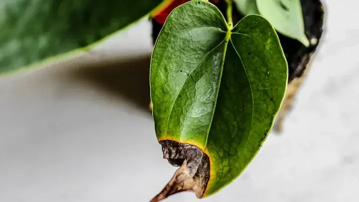 Marble Queen Pothos brown tips