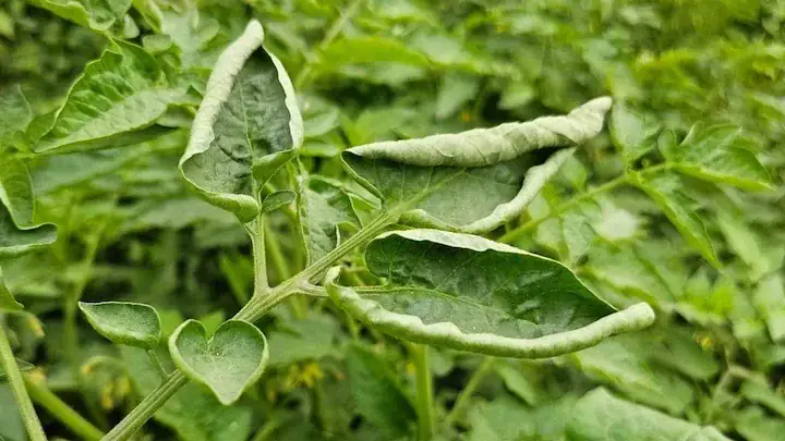 Satin Pothos curled leaves