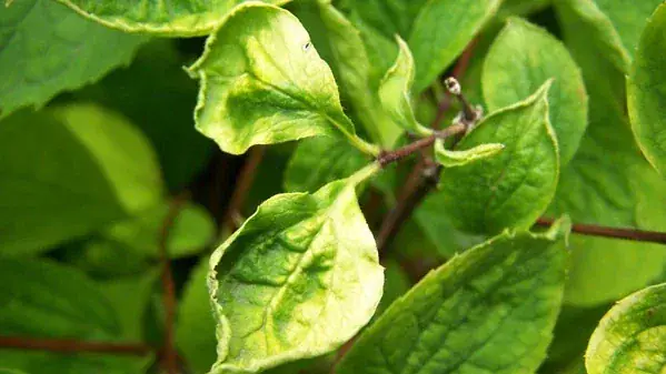 Swiss Cheese Plant deformed leaves