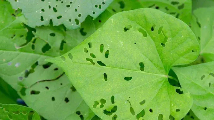 Poppy Anemone holes in leaves