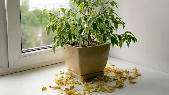 Poppy Anemone sudden leaf drop