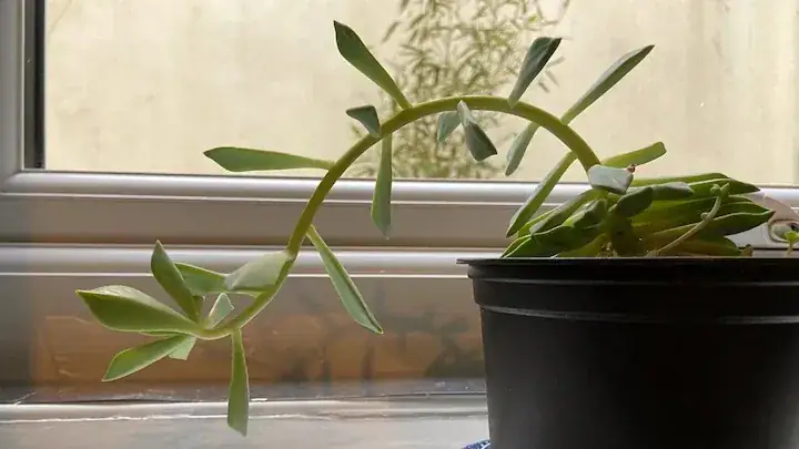 Dwarf Umbrella Tree leggy growth