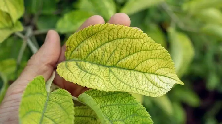 Dwarf Umbrella Tree pale leaves