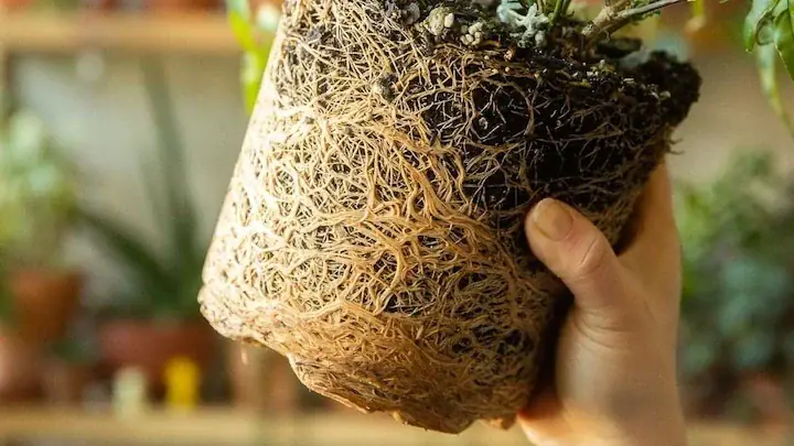 Rosmarinus angustifolius root rot guide