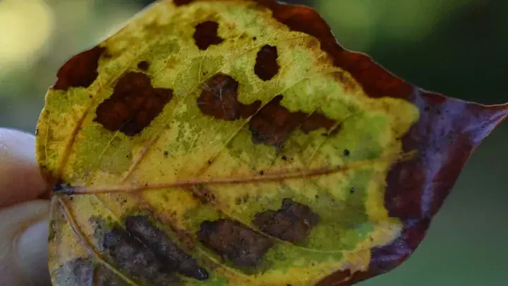Brandy Mint rust fungus
