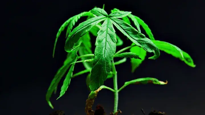 Areca Palm slow growth