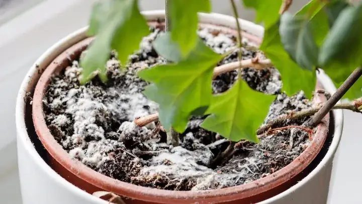 Black Cardinal Philodendron soil residues