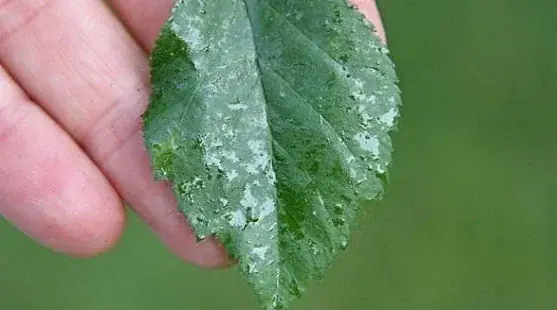 Weeping Fig sticky leaves