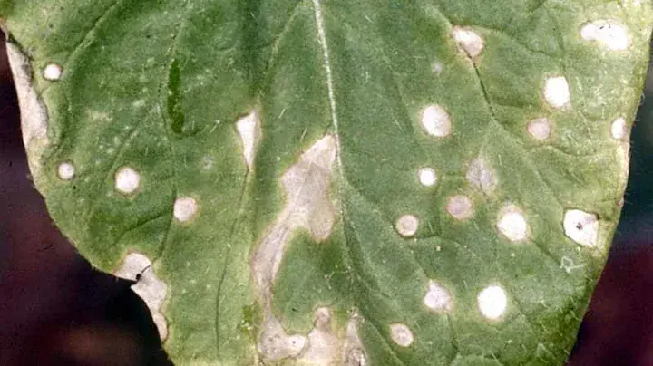 Flaming Katy white spots