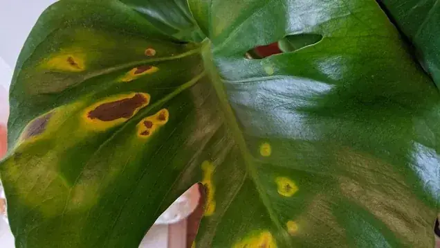 Bigleaf Hydrangea yellow halos