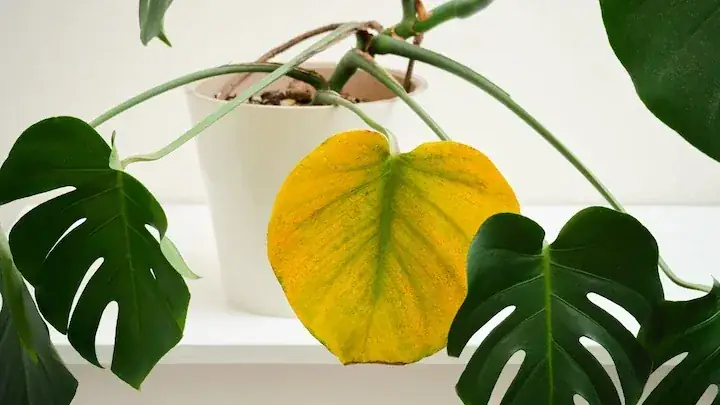 Yellow leaves on houseplant