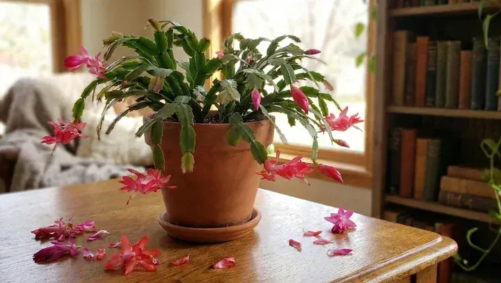 Bigleaf Hydrangea flower issues