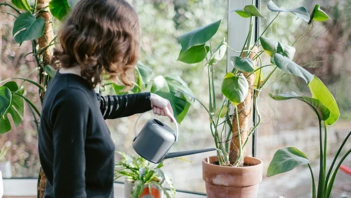 Overwatered plant symptom