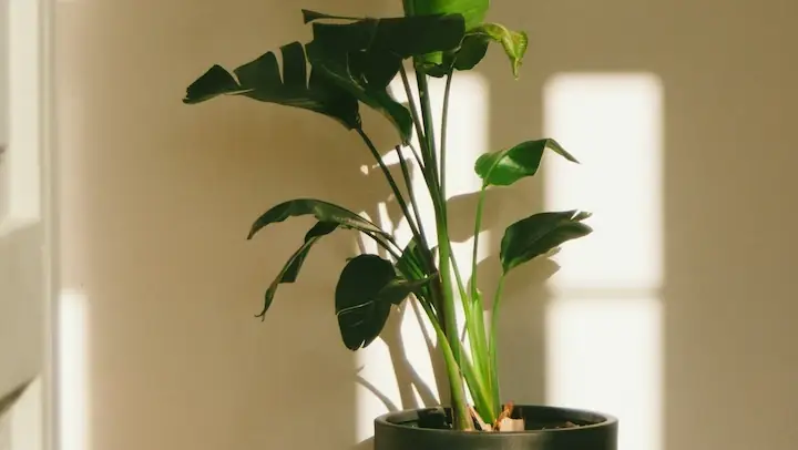 Plant leaning toward window light