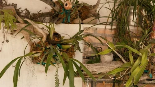 Dry underwatered houseplant