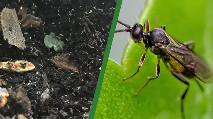 Hope Peperomia Fungus Gnats