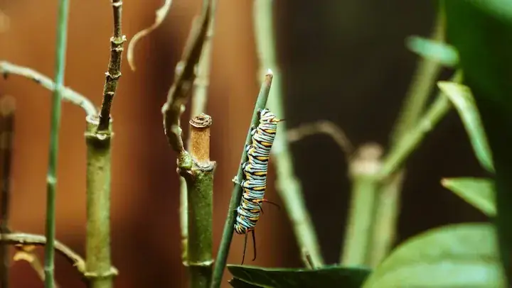 Caramel Coral Bells Larvae