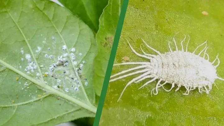 Dwarf Umbrella Tree Mealy Bugs