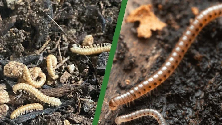 Millipedes near indoor potting soil and plant base
