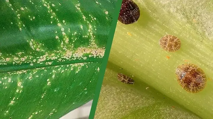 Dwarf Umbrella Tree Scales