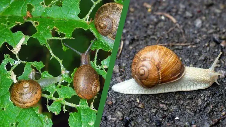 Poppy Anemone Snails