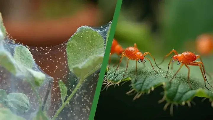 Dwarf Umbrella Tree Spider Mites