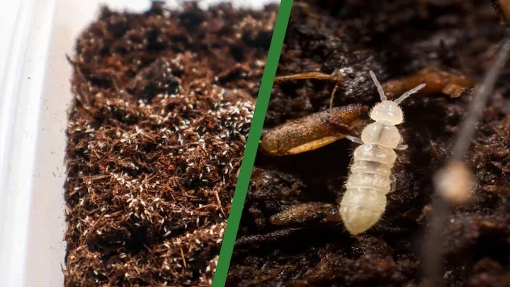 Springtails on damp indoor potting soil