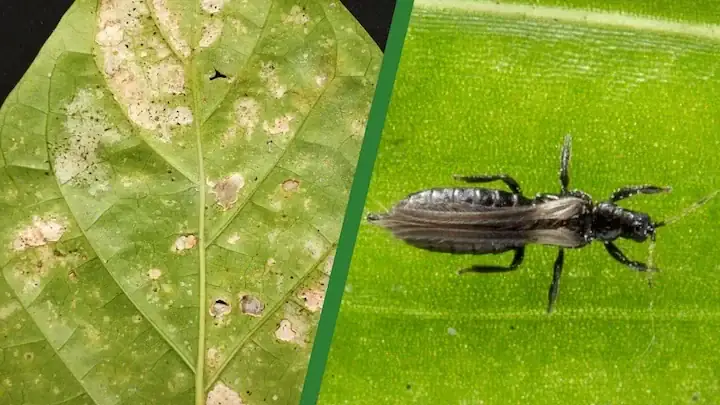 Marble Queen Pothos Thrips