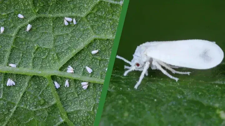 Sweet Basil Whiteflies