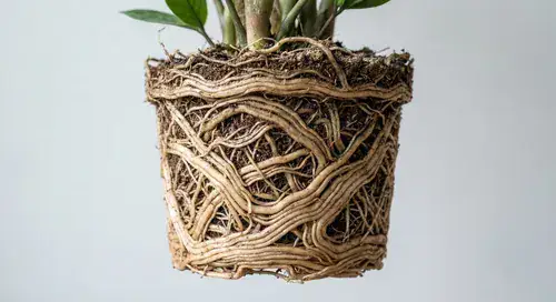 Cinnamon Hoya root bound signs