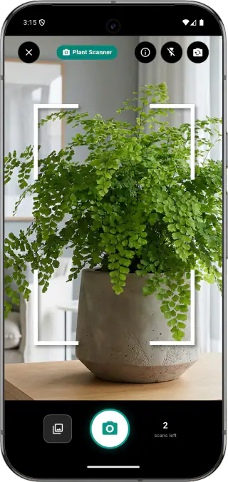 Plant Identification Interface