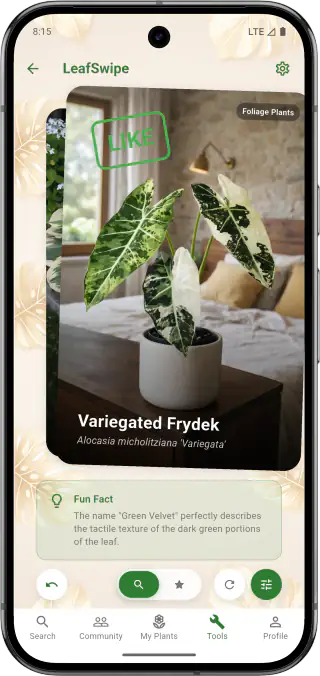 LeafSwipe Discovery Interface