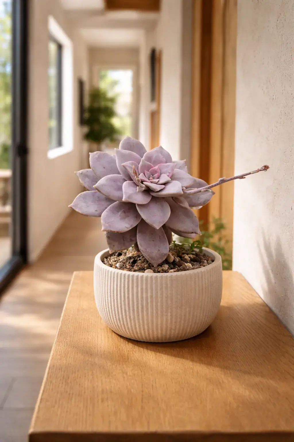 Healthy Beautiful Graptopetalum (Graptopetalum superbum) in bright indirect, also known as Beautiful Graptopetalum