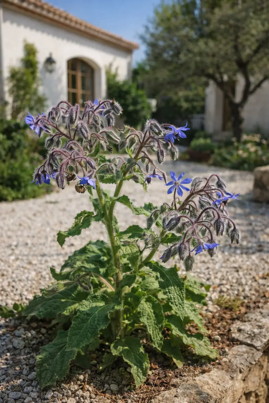 Healthy Bee Bread (Borago officinalis) in direct, also known as Bee Bread