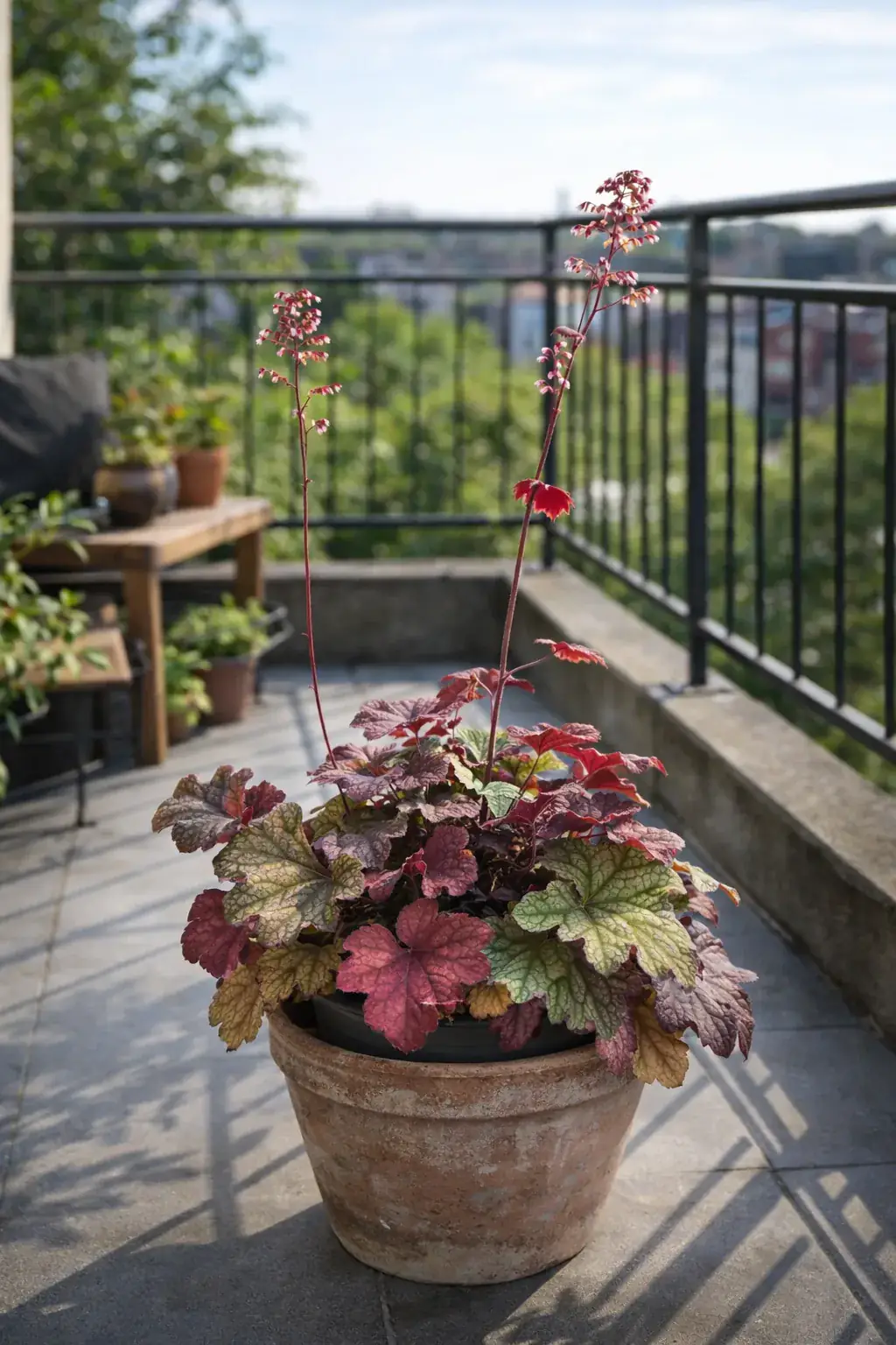 Healthy Berry Smoothie Coral Bells (Heuchera 'Berry Smoothie') in bright indirect, also known as Berry Smoothie Coral Bells
