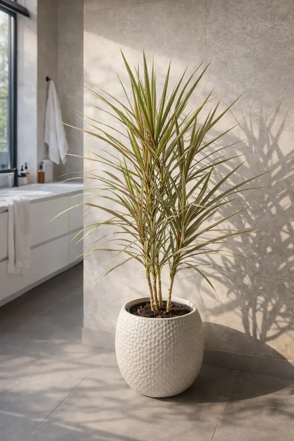 Healthy Bicolor Dragon Tree (Dracaena marginata 'Bicolor') in bright indirect, also known as Bicolor Dragon Tree