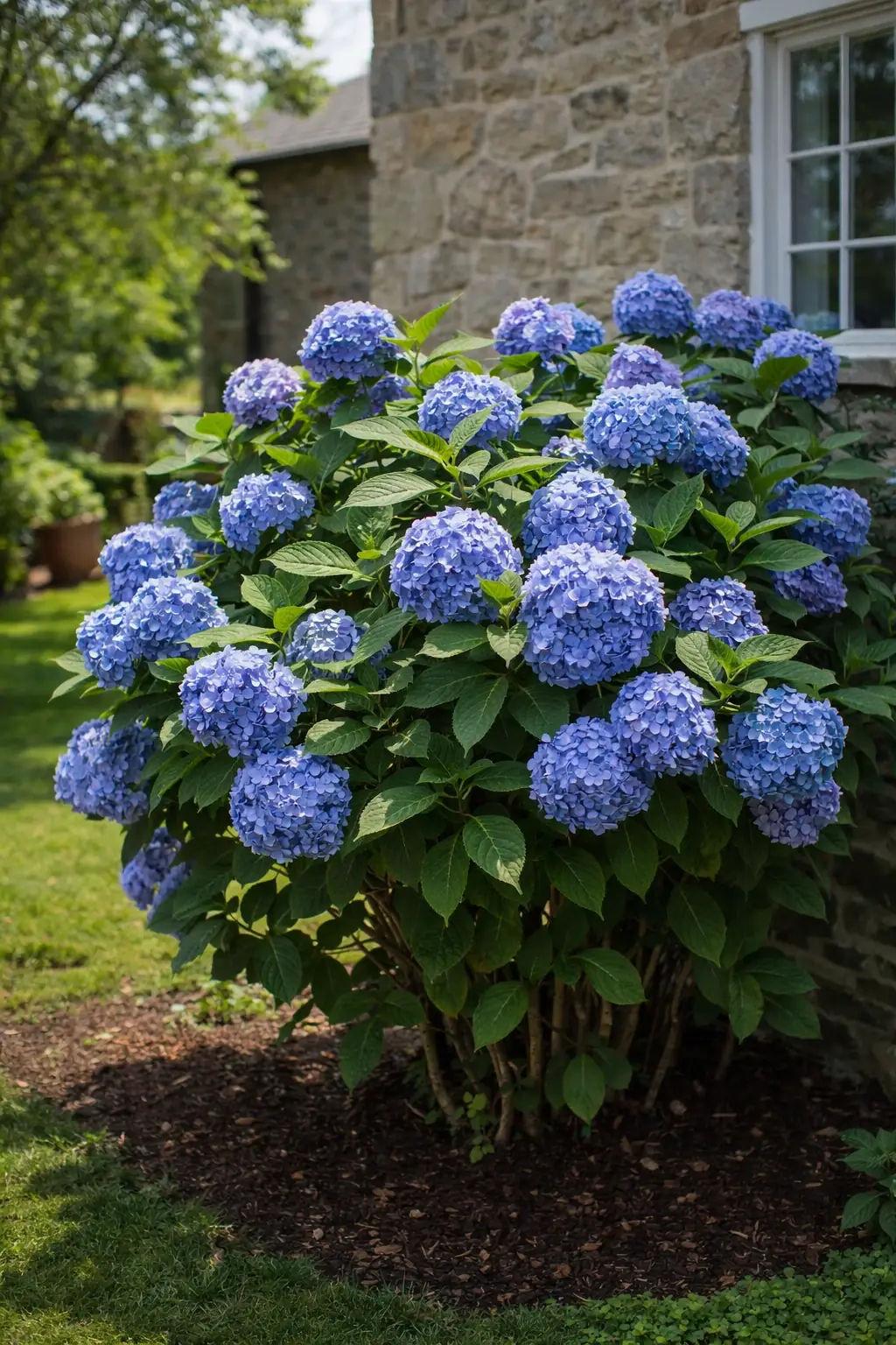 Bigleaf Hydrangea
