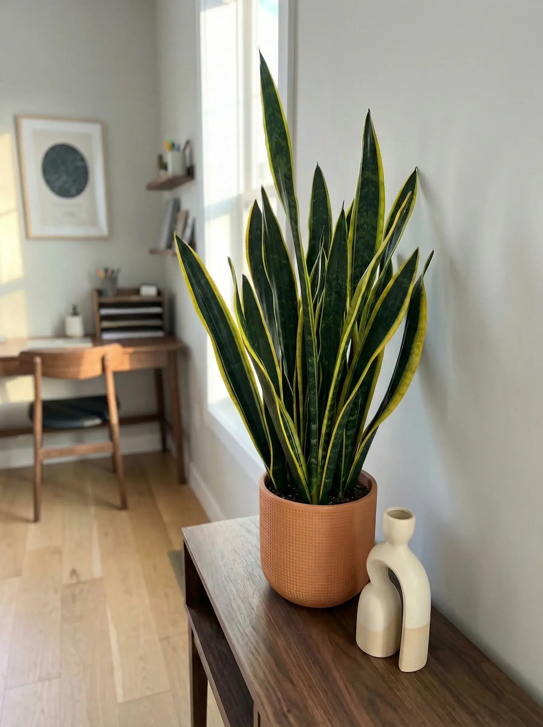 Healthy Black Gold Snake Plant (Dracaena trifasciata 'Black Gold') in bright indirect, also known as Black Gold Snake Plant