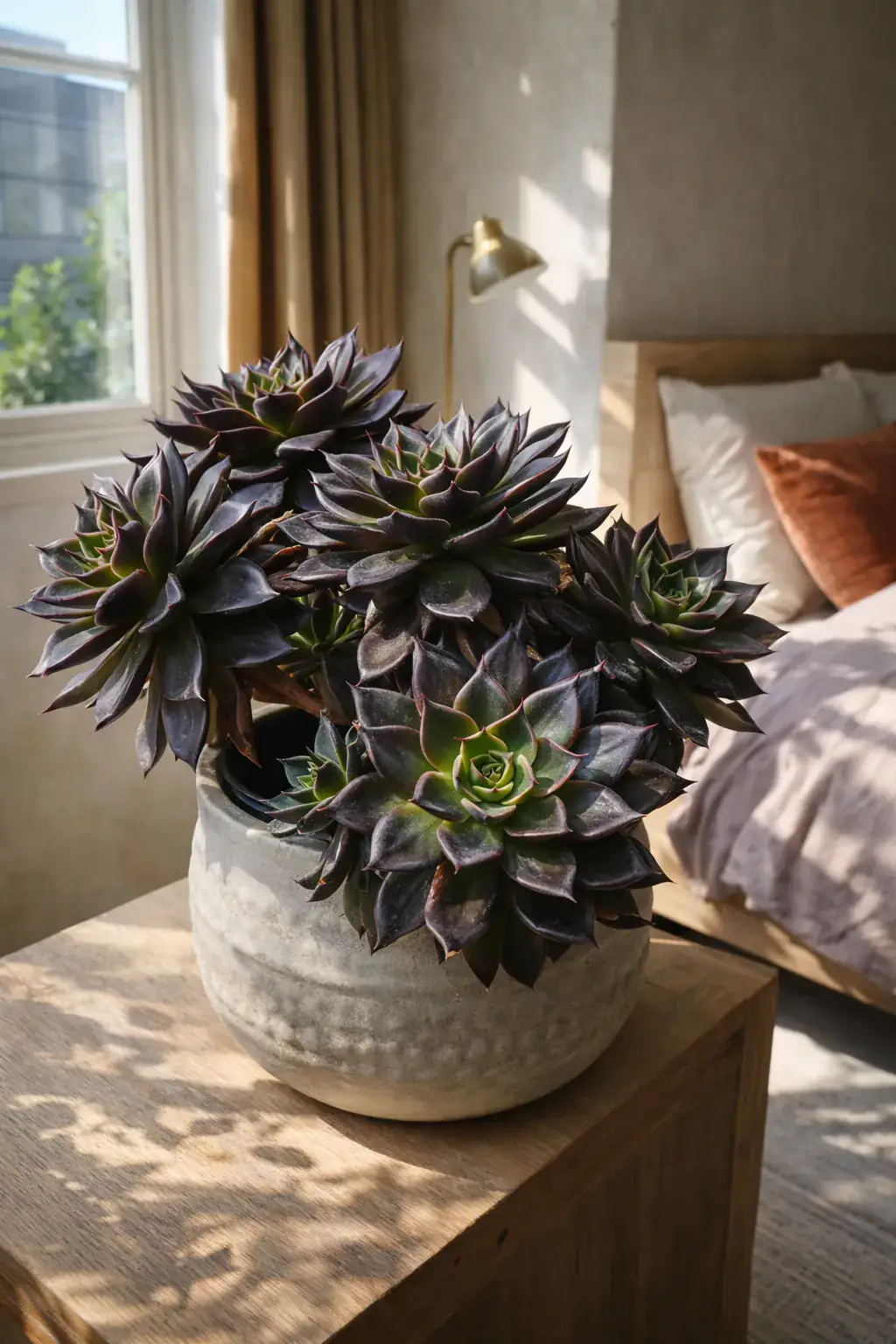 Healthy Black Hens and Chicks (Echeveria 'Black Prince') in direct, also known as Black Hens and Chicks