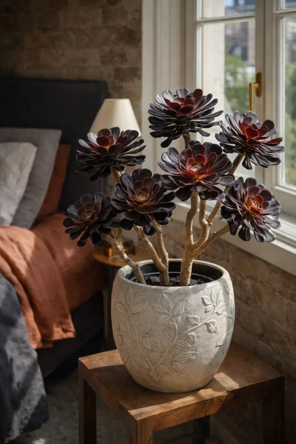 Healthy Black Rose Aeonium (Aeonium arboreum 'Zwartkop') in direct, also known as Black Rose Aeonium