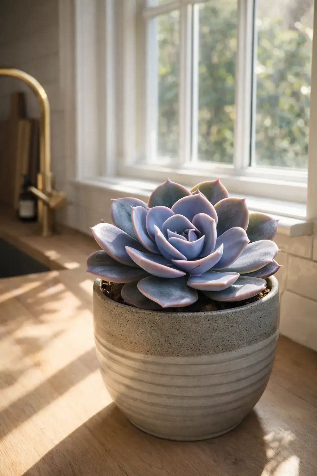 Healthy Blue Rose Echeveria (Echeveria 'Blue Rose') in direct, also known as Blue Rose Echeveria
