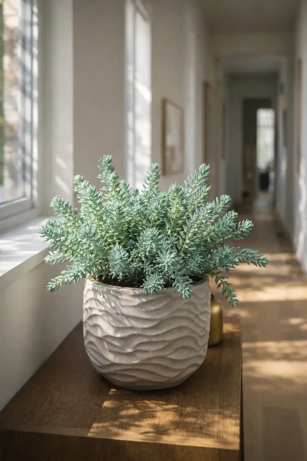 Healthy Blue Stonecrop (Sedum reflexum 'Blue Spruce') in direct, also known as Blue Stonecrop