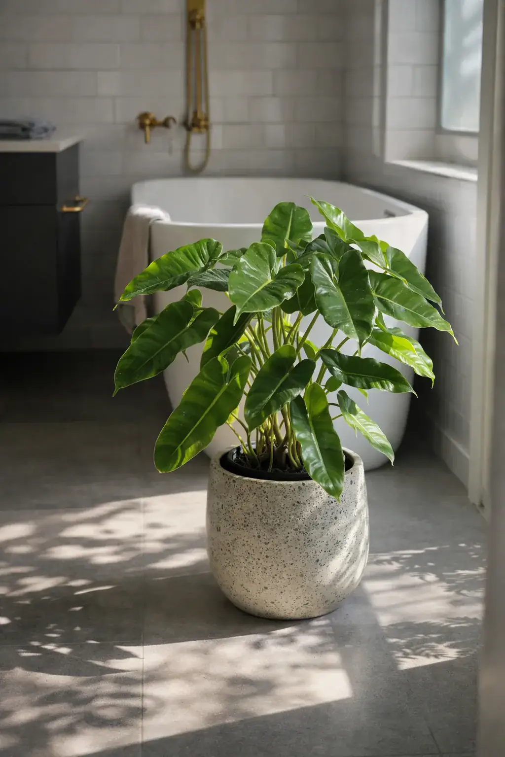 Healthy Burle Marx Philodendron (Philodendron 'Burle Marx') in medium, also known as Burle Marx Philodendron
