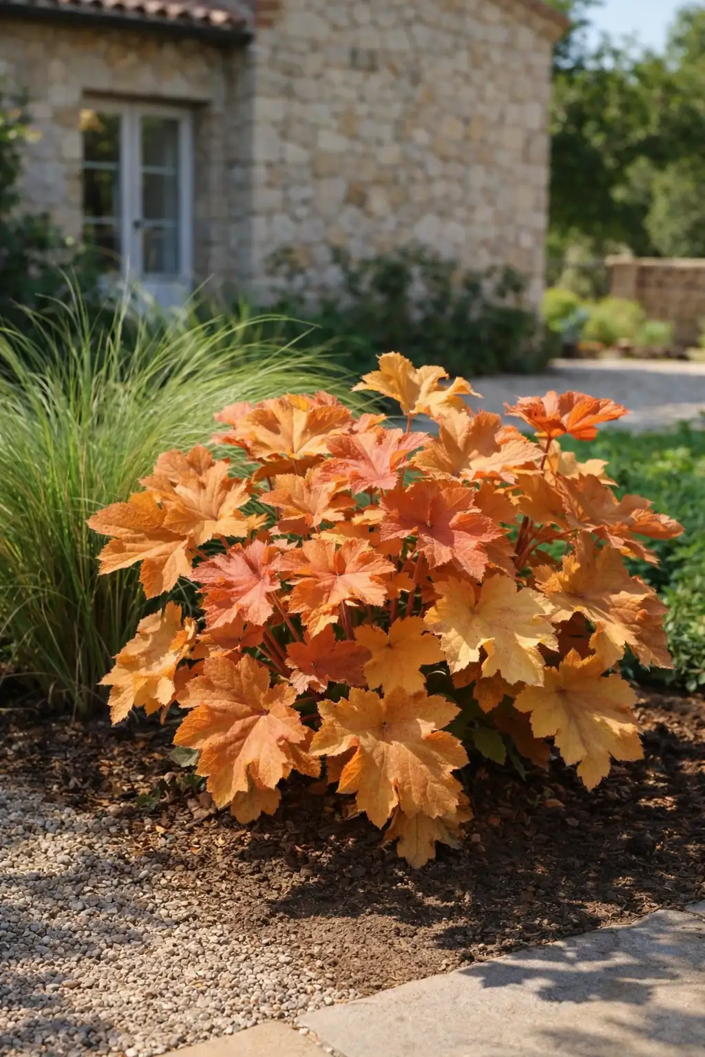 Healthy Caramel Coral Bells (Heuchera 'Caramel') in bright indirect, also known as Caramel Coral Bells