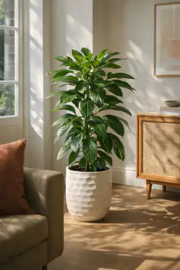Alpine Umbrella Tree