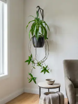 Basket Plant