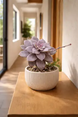Beautiful Graptopetalum
