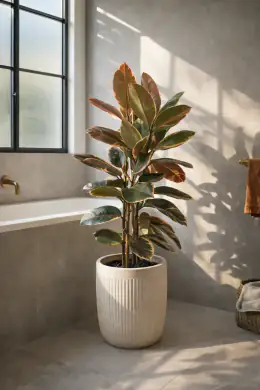 Belize Rubber Plant